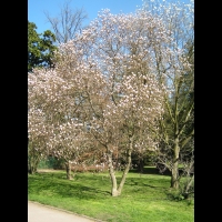 Magnolia Soulangeana (01)